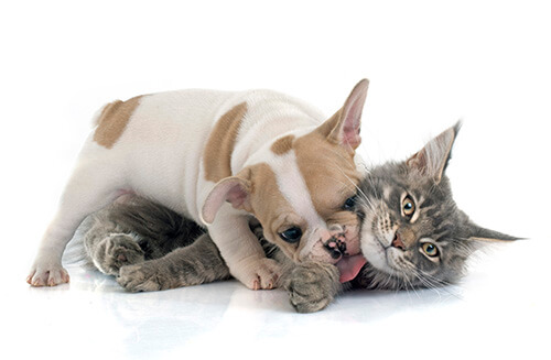 puppy and kitten staring at one another