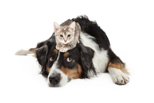 dog and cat